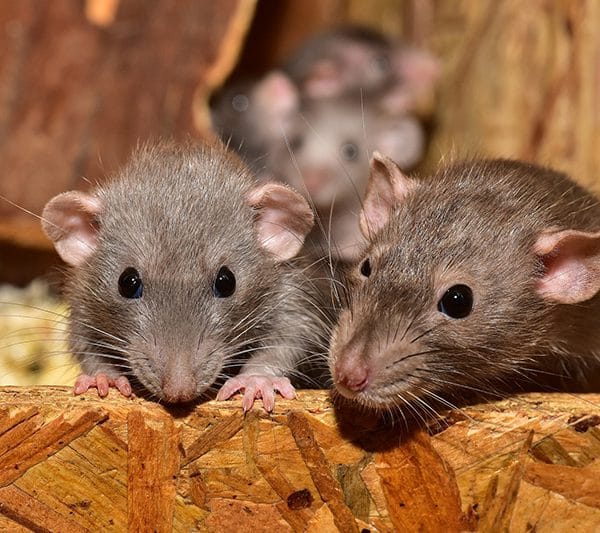 Family of mice in my wall