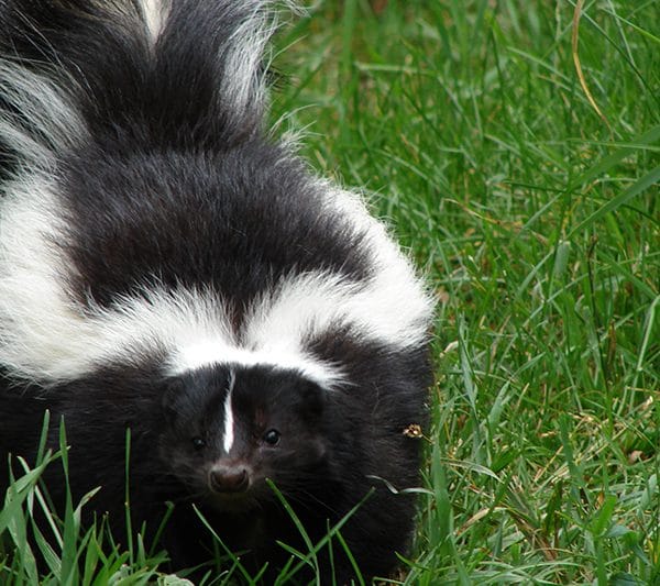Skunks in my backyard