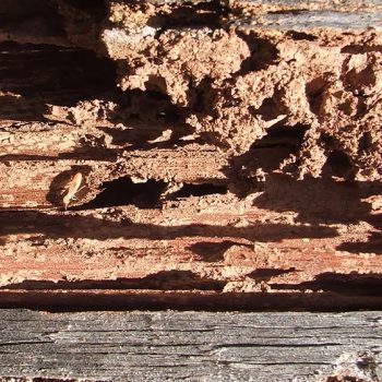 termite damage in my house