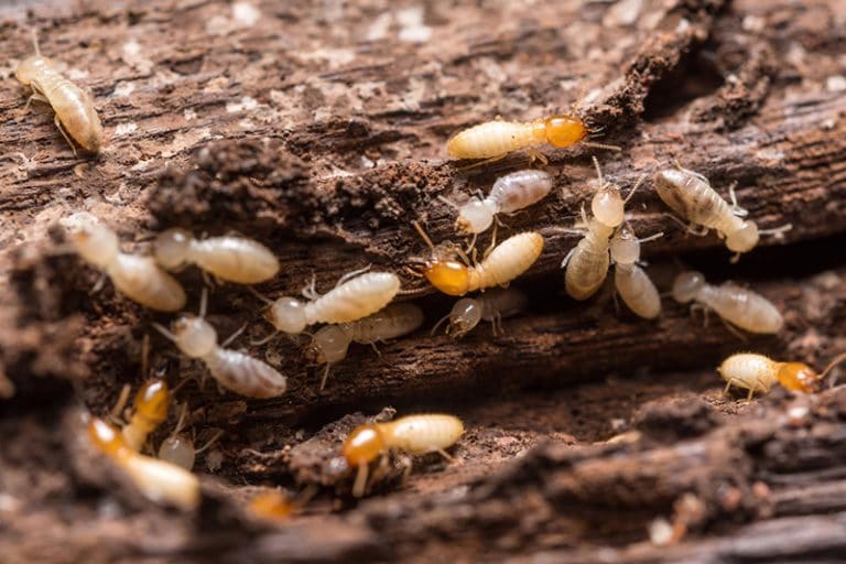 termites in my basement