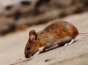 mice pest control cheyenne, wyoming
