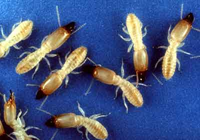 Termite exterminator Best Pest Control Casper WY